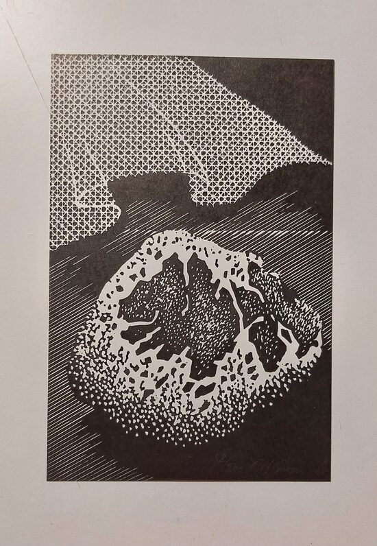 Věra Kotasová:  Objekt